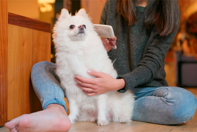 Dicas para cuidar dos pelos dos pets