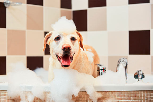 Dicas para dar banho em seu pet