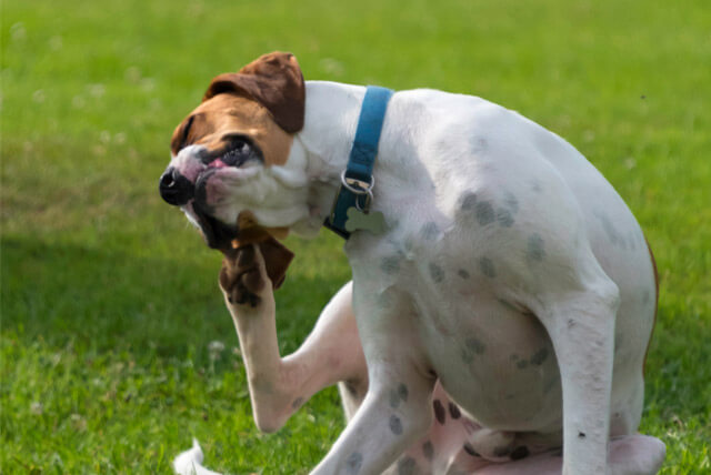 Dicas para evitar que seu pet fique se coçando