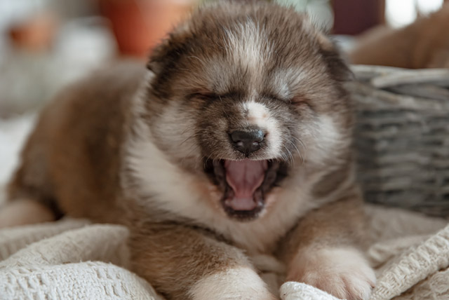 Dicas para fazer o pet filhote dormir sozinha