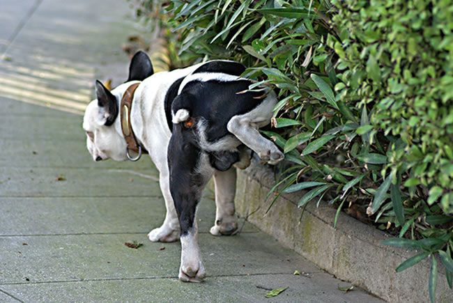 Dicas para o cão fazer as necessidades no lugar certo