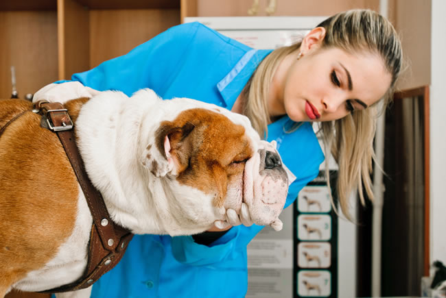 Dicas para prevenção de doenças nos pets