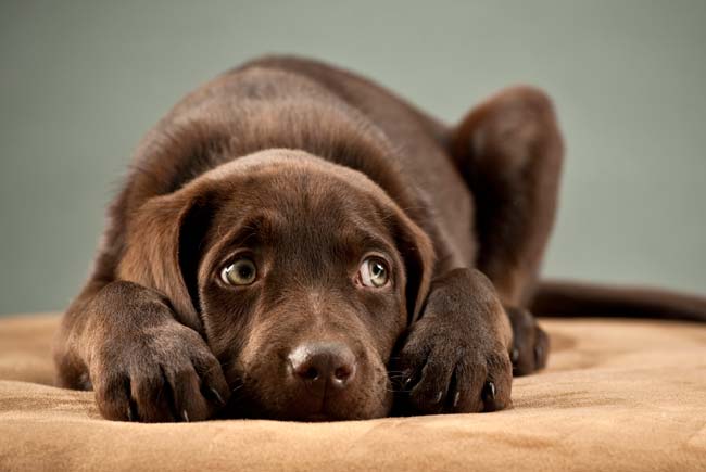 Dicas para proteger os pets do foguetório de virada de ano