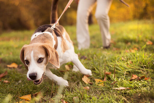 Dicas para um bom passeio com o seu pet