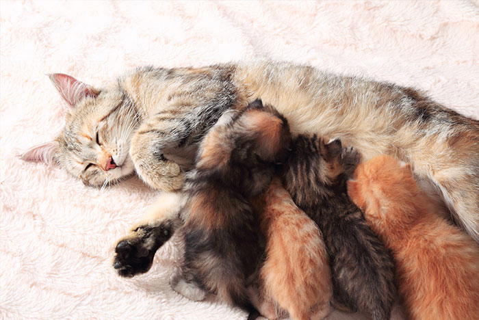 Dicas sobre a gravidez felina