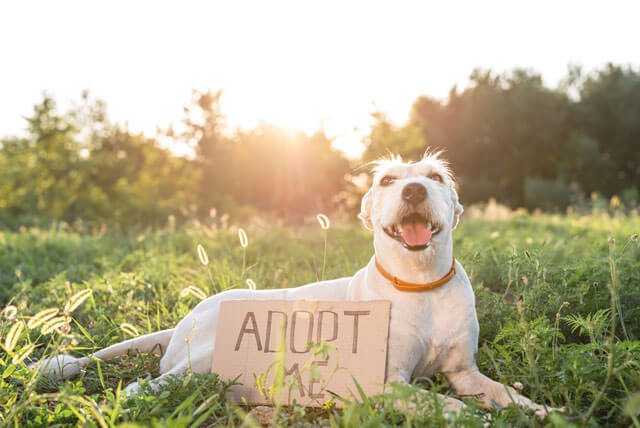 Em nome da adoção consciente de pets