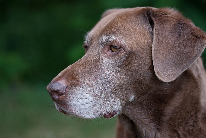 De olho no envelhecimento dos cães