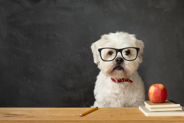 Dicas para estimular a inteligência do seu pet