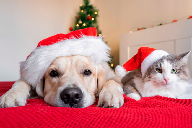 Não dê um pet de presente neste Natal: planeje para ter um!