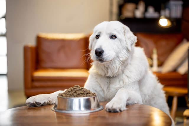 Nada de exagerar na comida dos pets no inverno