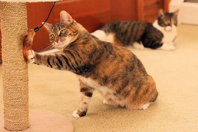 Exercícios físicos ajudam saúde dos gatos