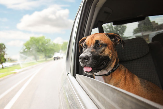 Final de ano exige cuidado com os pets