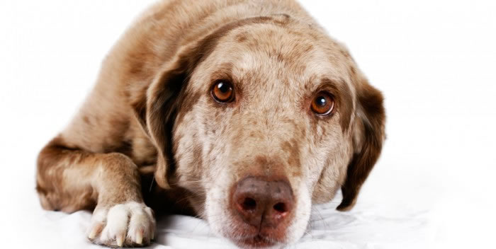 Com a higiene dos pets não se brinca