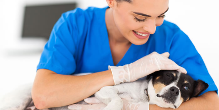 Fique de olho na saúde do seu pet