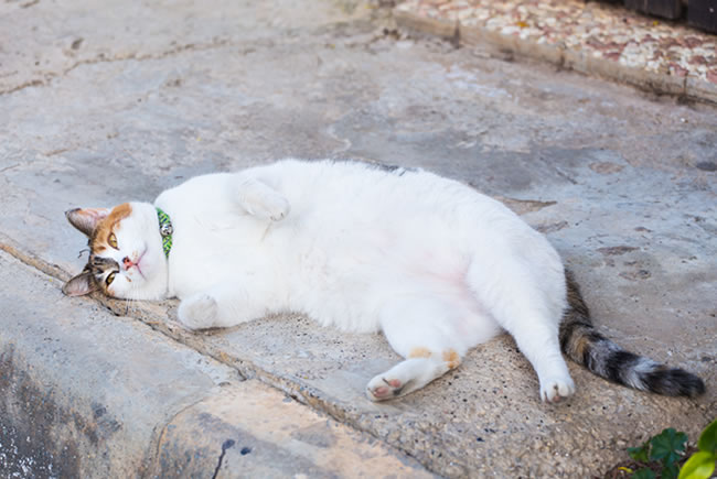 Fique de olho no peso do seu gato