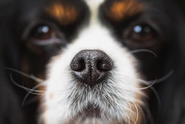 O focinho dos cães pode indicar doenças?