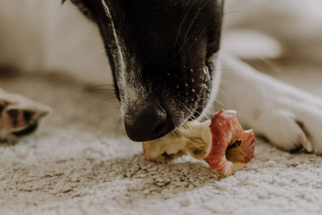 Conheça cinco frutas que seu pet vai adorar