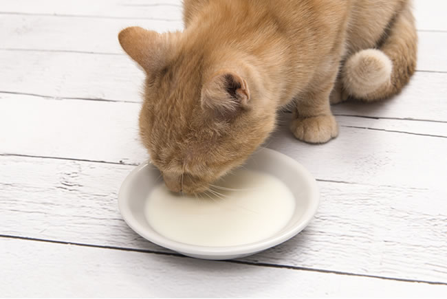 Gatos: nada de leite na sua alimentação