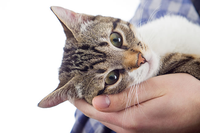 Gesto de amor com adoção de pets