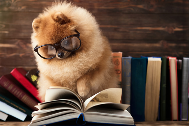 Guia para guarda responsável de cães