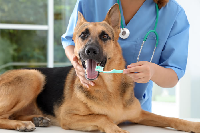 Higiene bucal do pet não pode faltar na rotina do tutor