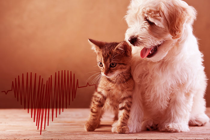 https://www.cisavet.com.br/arquivos/banco-de-imagens/categoria-1/hipertensao-doenca-de-alto-risco-para-caes-e-gatos-20150805154444.jpg
