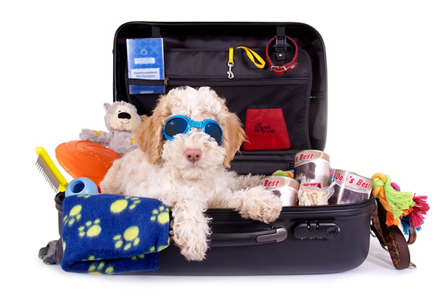 Hora de mudar: cães e gatos com novo endereço