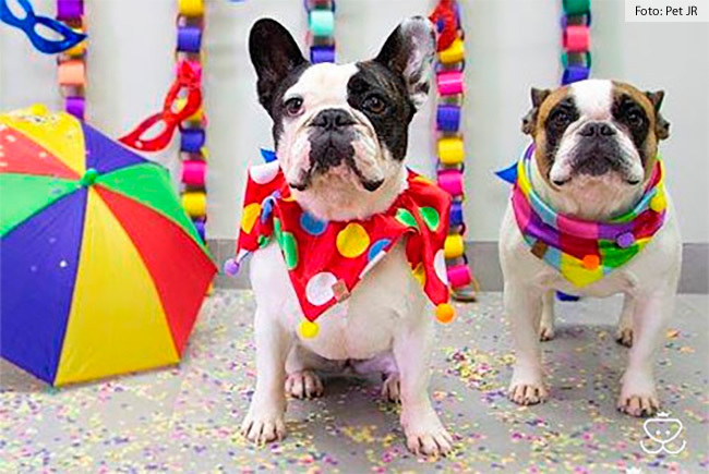 Hora de preparar a fantasia para o seu pet, apesar da pandemia