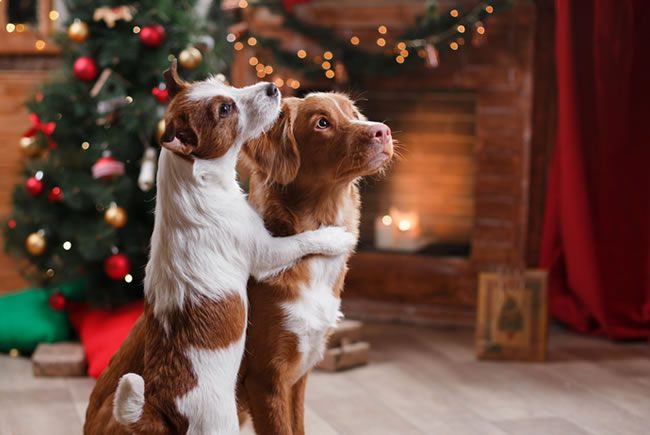 Hora de presentear o seu pet