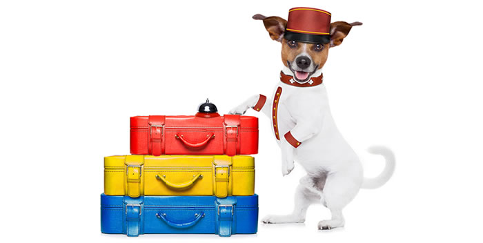 Hora de programar sua viagem sem seu pet