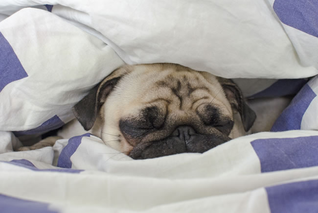 Cuidados com cães de focinho achatado