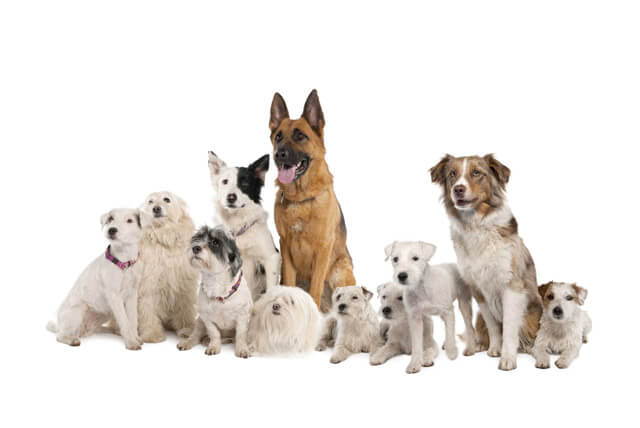 Uma luta em defesa dos cães