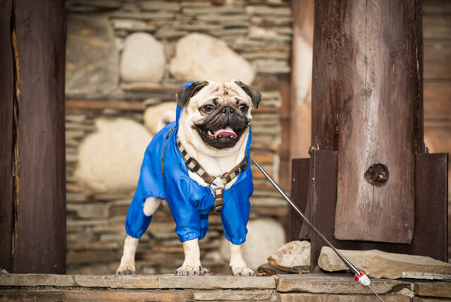 No mês azul, um alerta para os donos de pets