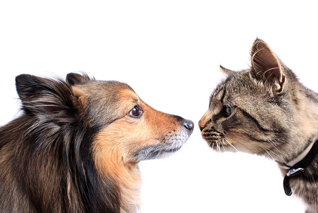 Mitos e verdades da castração de cães e gatos