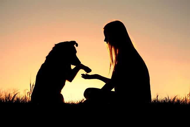 Mitos e verdades sobre pets