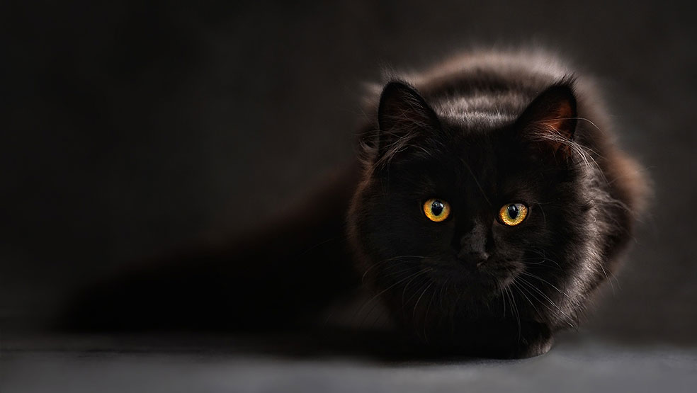 Mitos sobre gatos não passam de mitos