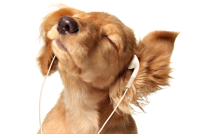 Música boa para cachorro