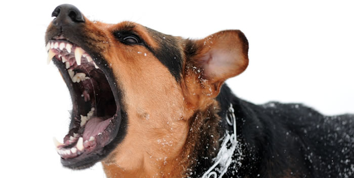 Proteção contra a raiva nos pets