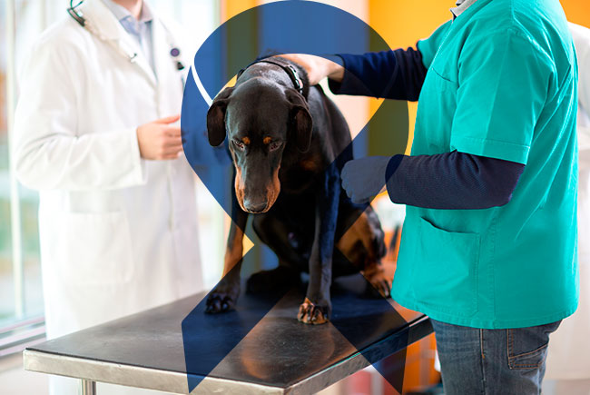 Câncer de próstata: Novembro Azul faz alerta para cães e gatos