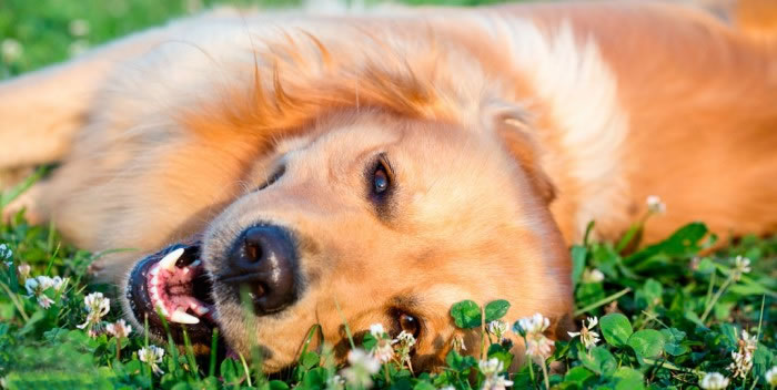 Quando o cão chega à meia-idade?