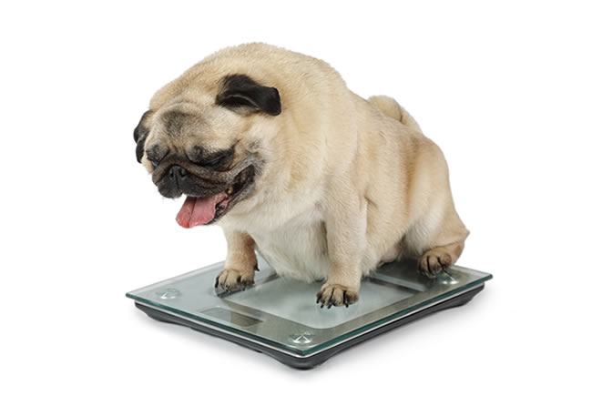 Pets mais 'gordinhos' com a pandemia