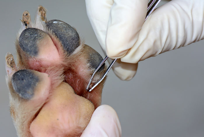 Dicas para tirar carrapato dos pets