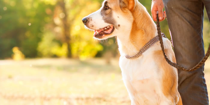 Os inimigos dos pets nos dias mais quentes