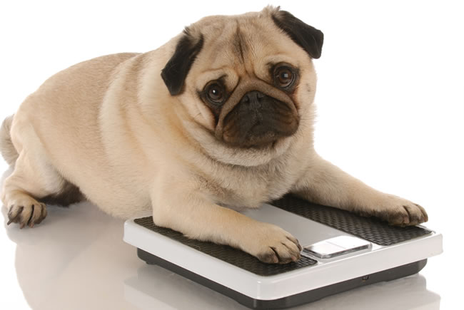 Os motivos da obesidade nos cães