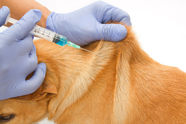 Os riscos da Diabetes para os pets
