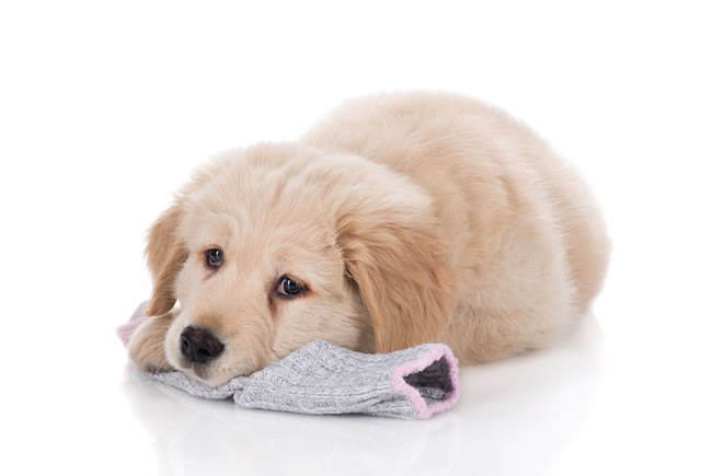 Os riscos da obesidade canina