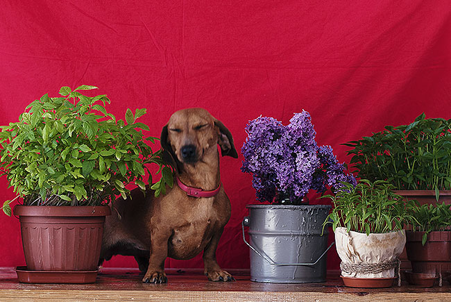 Os riscos das plantas para os nossos pets