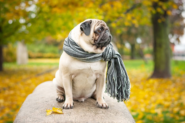 Outono requer cuidados para cães e gatos