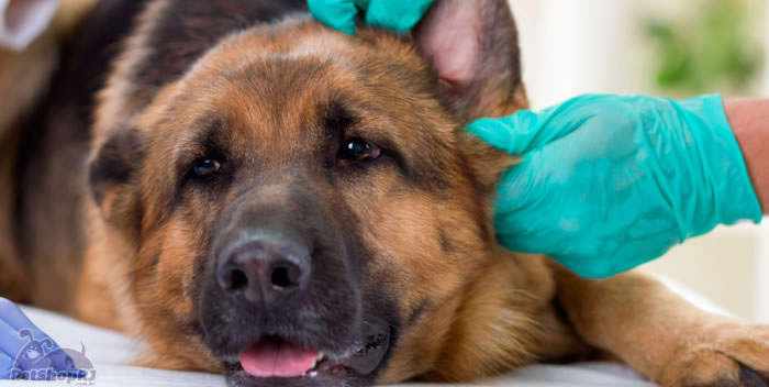 Ouvido dos pets exige cuidado