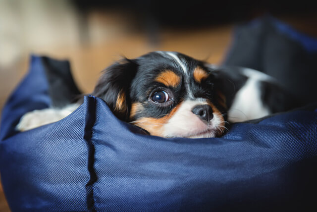 Para garantir a saúde de seu filhote